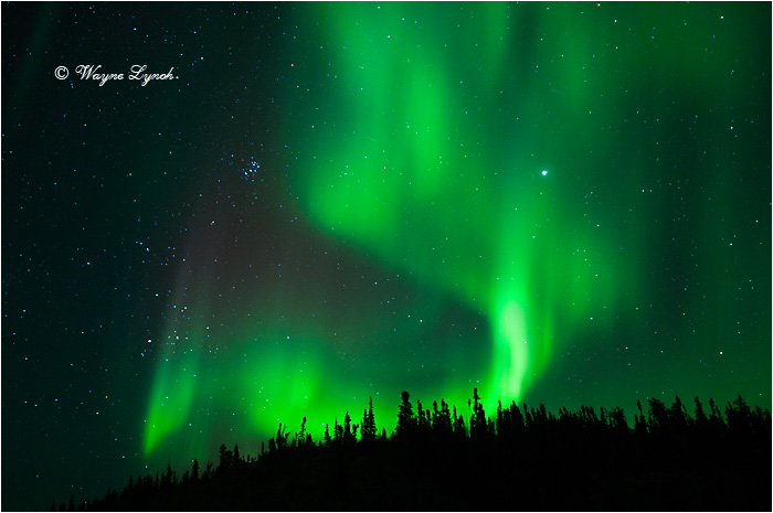 Aurora Borealis by Dr. Wayne Lynch &copy;